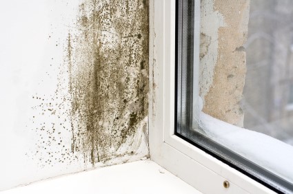 Mold Removal in Sacramento by Keystone Construction & Restoration Inc.